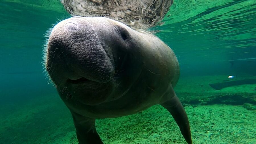Silver Springs Manatee Kayaking Tour - A small group with a personal feel