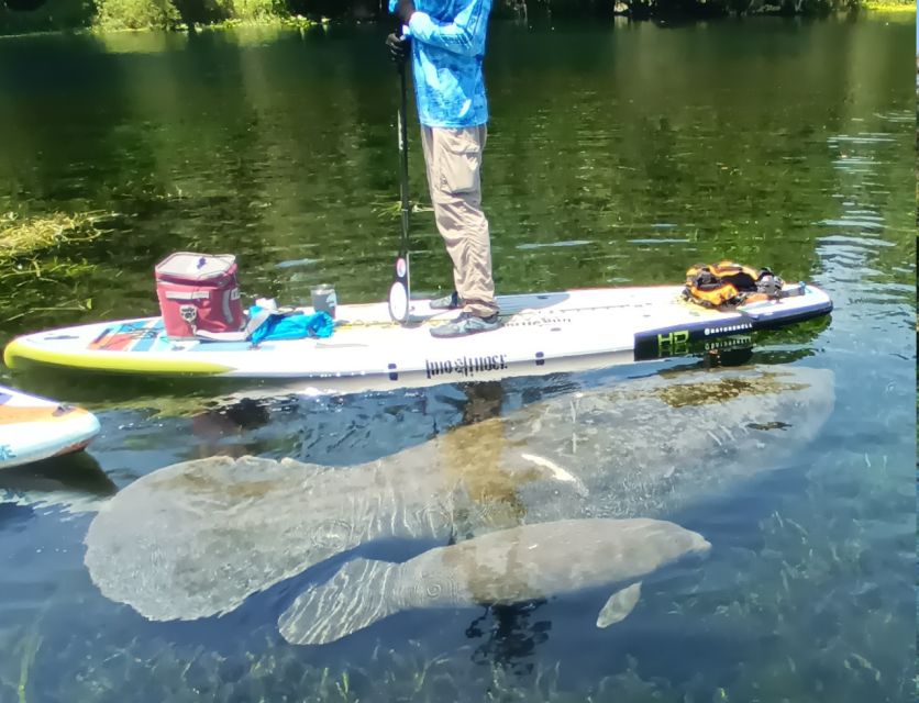 Silver Springs: Manatees and Monkeys Clear Kayak Guided Tour - Practical details that improve the day