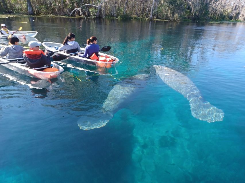 Silver Springs: Manatees and Monkeys Clear Kayak Guided Tour - Silver Springs at water level