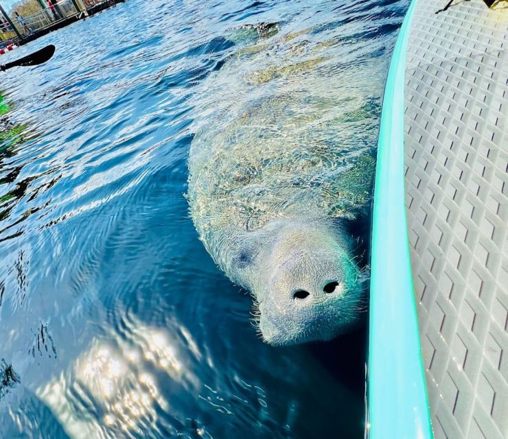 Silver Springs: Manatees and Monkeys Clear Kayak Guided Tour - Manatees, monkeys, and the wildlife odds