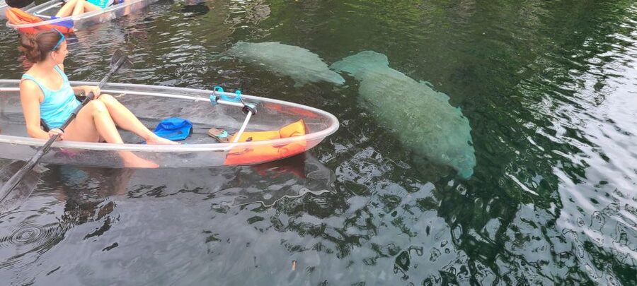 Silver Springs: Manatees and Monkeys Clear Kayak Guided Tour - Guides who make the difference