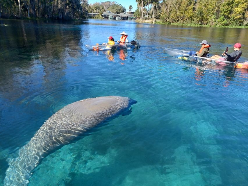 Silver Springs: Manatees and Monkeys Clear Kayak Guided Tour - Old Florida, movie props, and the Fort King Trail