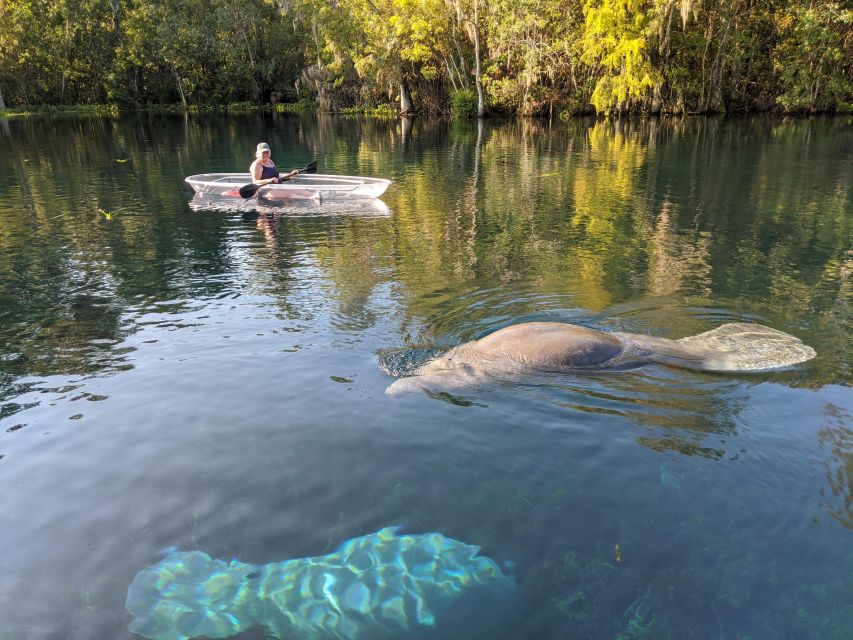 Silver Springs: Manatees and Monkeys Clear Kayak Guided Tour - Clear kayaks versus paddleboards