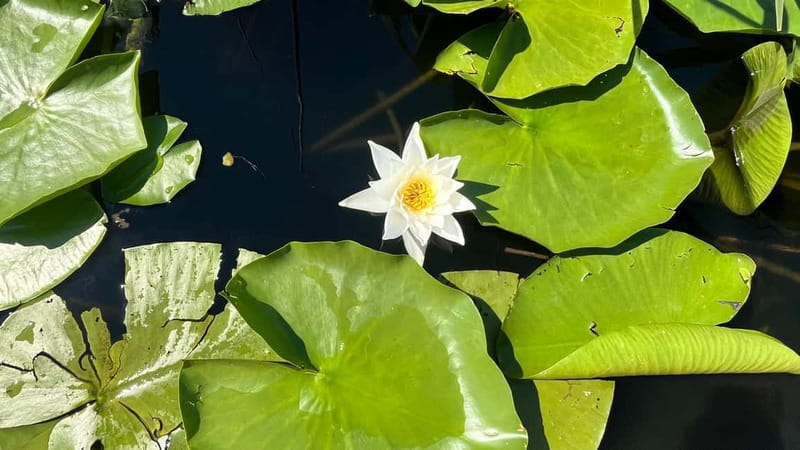 Skadar Lake: 4-Hour Guided tours on Kayak - Mala Čakovica and the swimming break