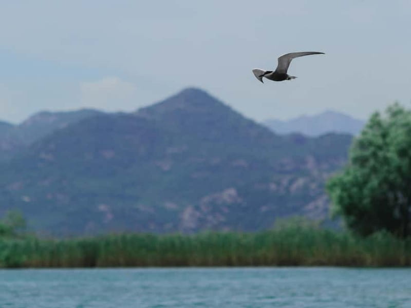 Skadar Lake: 4-Hour Guided tours on Kayak - Your first 20 minutes: safety and paddling basics
