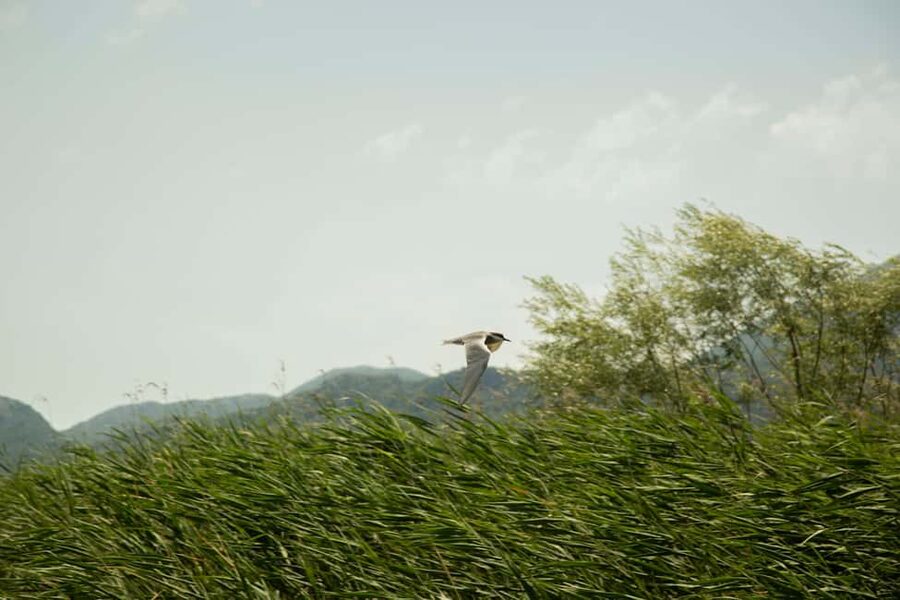 Skadar Lake: Individual Kayaking, hidden canals and swimming - The value at $8 per person