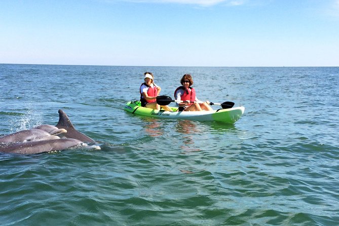Small Group Dolphin Kayak Eco-Tour - Key points at a glance