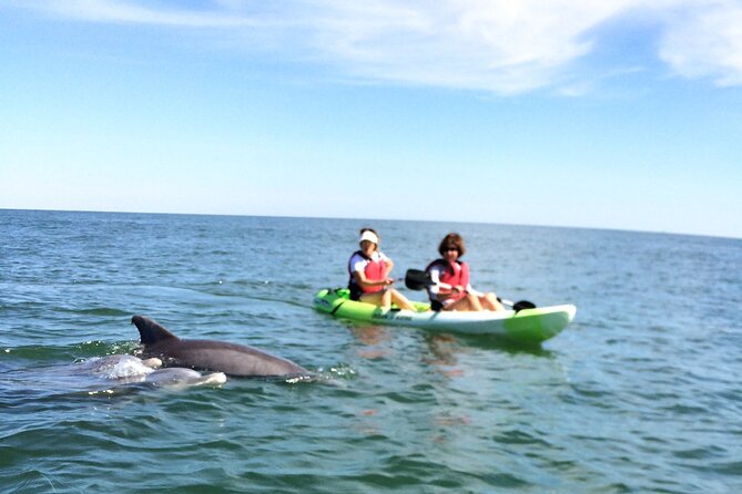 Small Group Dolphin Kayak Eco-Tour - Your best chance of seeing dolphins