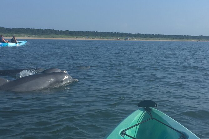 Small Group Dolphin Kayak Eco-Tour - Birds, turtles, and other coastal life