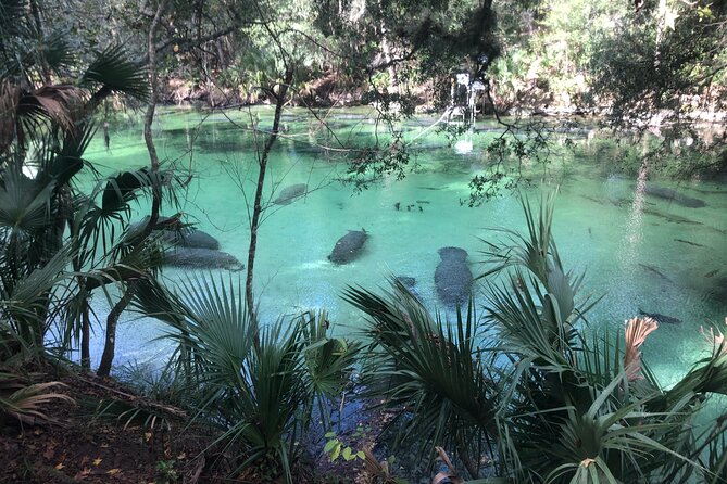 Small Group Manatee Discovery Kayak Tour near Orlando - Key points to know before you go