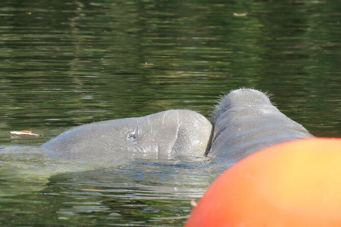 Small Group Manatee Discovery Kayak Tour near Orlando - Wildlife viewing without chasing the animals