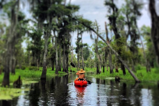 Small-Group Manchac Swamp Kayak Tour - Cypress trees, narrow channels, and quiet water