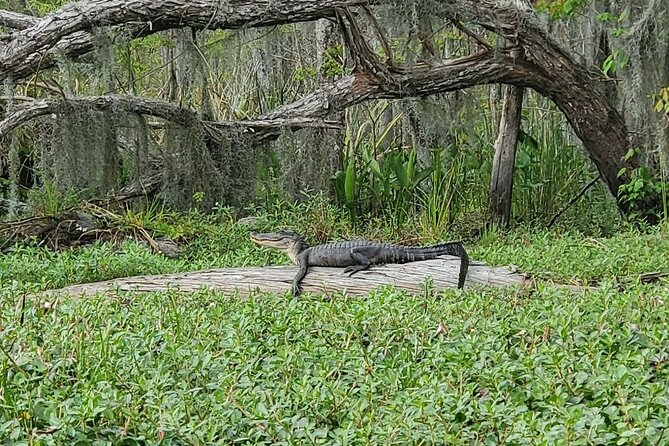 Small-Group Manchac Swamp Kayak Tour - Rain, heat, and changing swamp conditions
