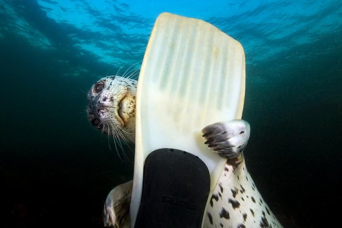 Snorkel, Kayak, and Seal Adventure: Vancouver Boat Tour - At a glance: what makes this outing special