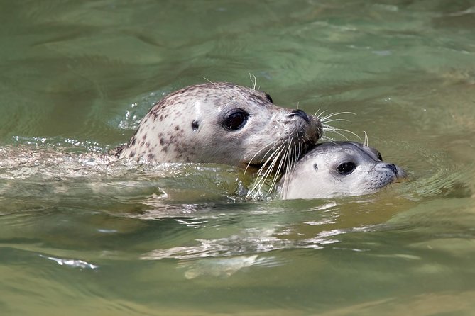 Snorkel, Kayak, and Seal Adventure: Vancouver Boat Tour - Is $105.10 a fair price?