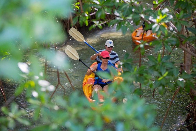 SoCoHo Eco Half Day - Mangrove Kayak & Reef Snorkeling - Who should book this Antigua excursion?