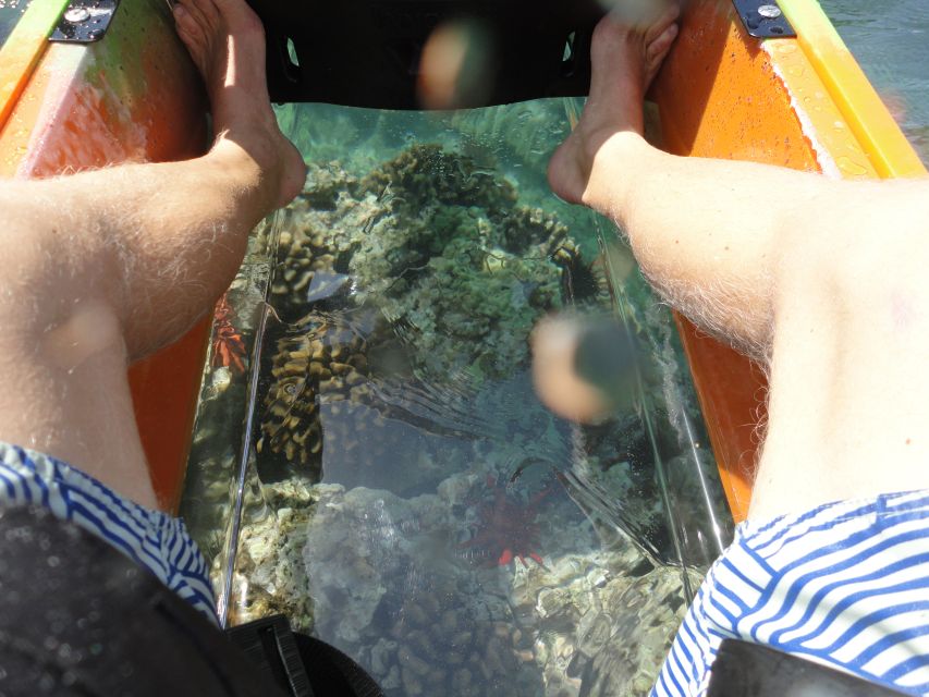 South Maui: Self Guided Clear Bottom Kayak Tour - Wildlife timing, from turtles to winter whales