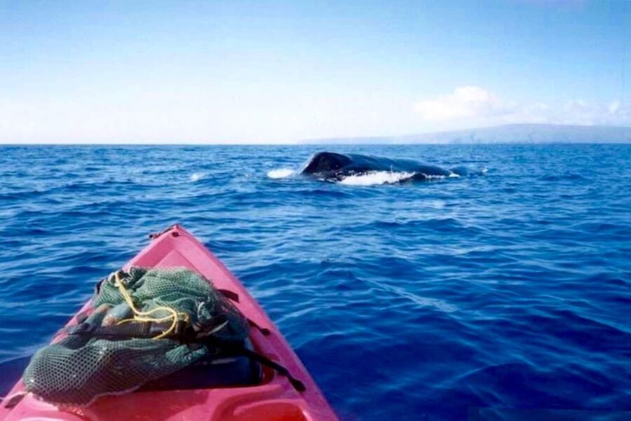 South Maui: Whale Watch Kayaking and Snorkel Tour in Kihei - Key points to know before booking
