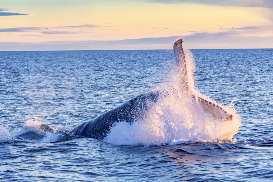 South Maui: Whale Watch Kayaking and Snorkel Tour in Kihei - Paddling out for humpback whales