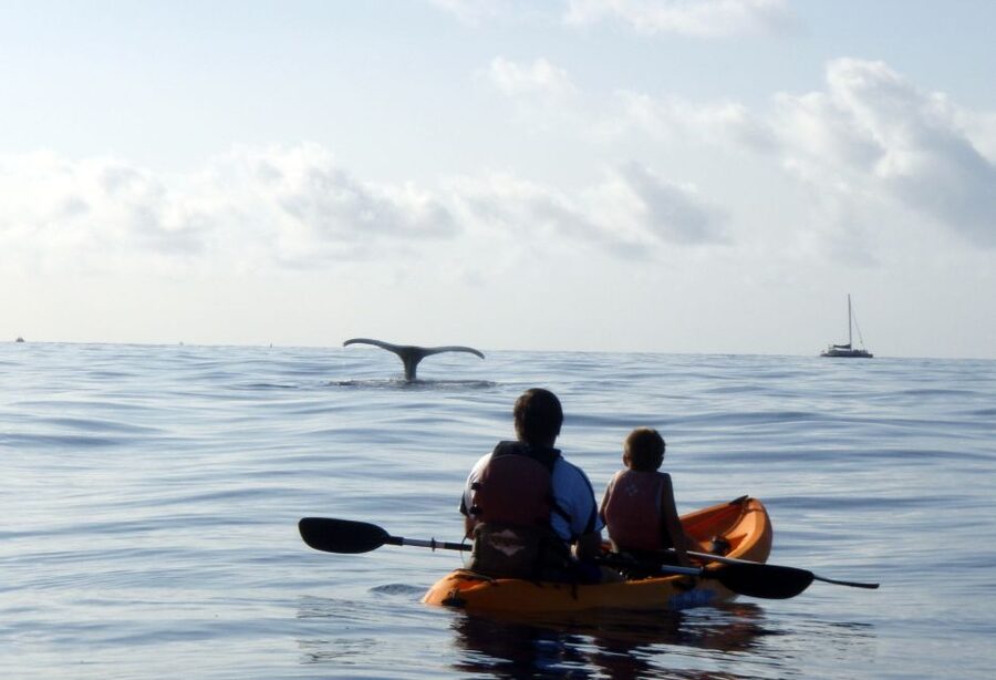 South Maui: Whale Watch Kayaking and Snorkel Tour in Kihei - Stories, folklore, and the South Maui setting
