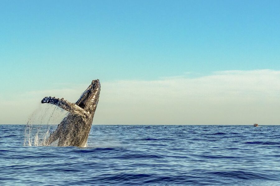 South Maui: Whale Watch Kayaking and Snorkel Tour in Kihei - Snorkeling over the reef near Makena