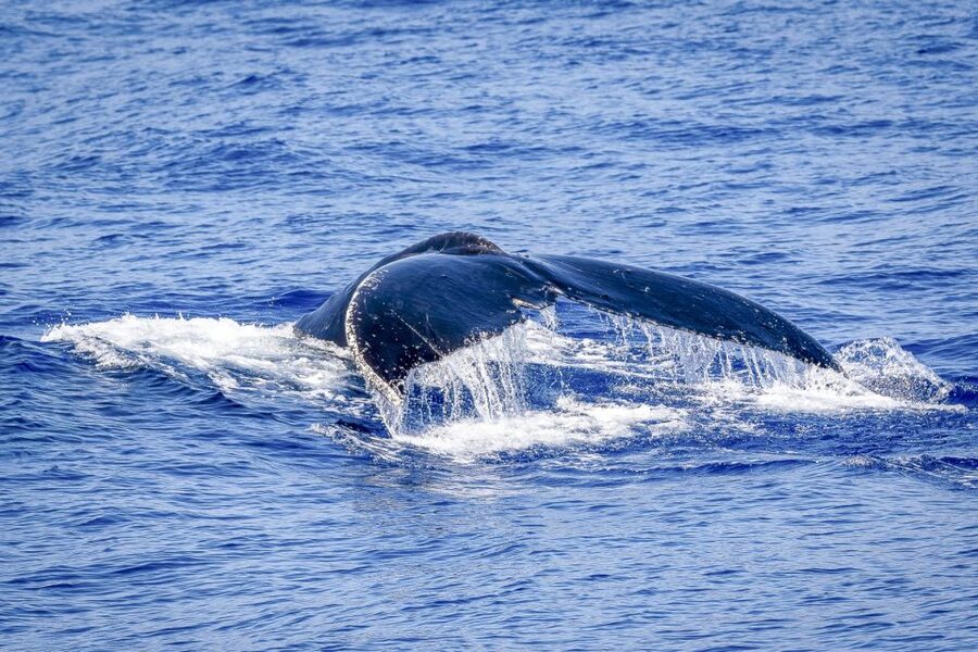 South Maui: Whale Watch Kayaking and Snorkel Tour in Kihei - How strenuous is the three-hour outing?