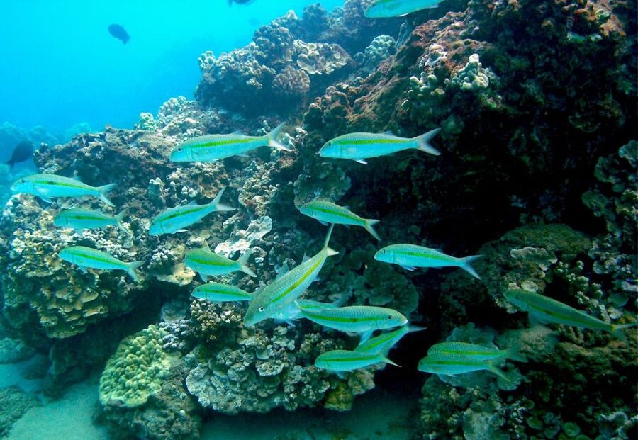 South Maui: Whale Watch Kayaking and Snorkel Tour in Kihei - Who should book this experience?