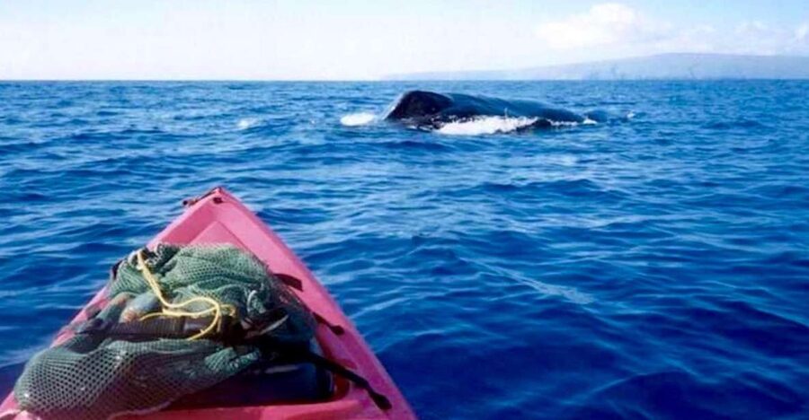 South Maui: Whale Watch Kayaking and Snorkel Tour in Kihei - Learning to kayak before the launch