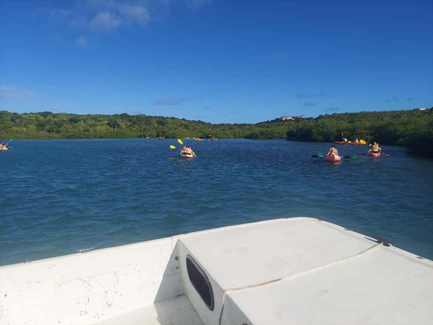 St. John's, Antigua Kayak, Snorkeling, & Beach Bird Island - Snorkeling above blue tang and coral