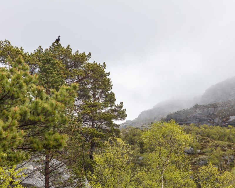Stavanger: Preikestolen Hidden Trail Hike + Canoe + Lunch - The descent takes about 2.5 hours