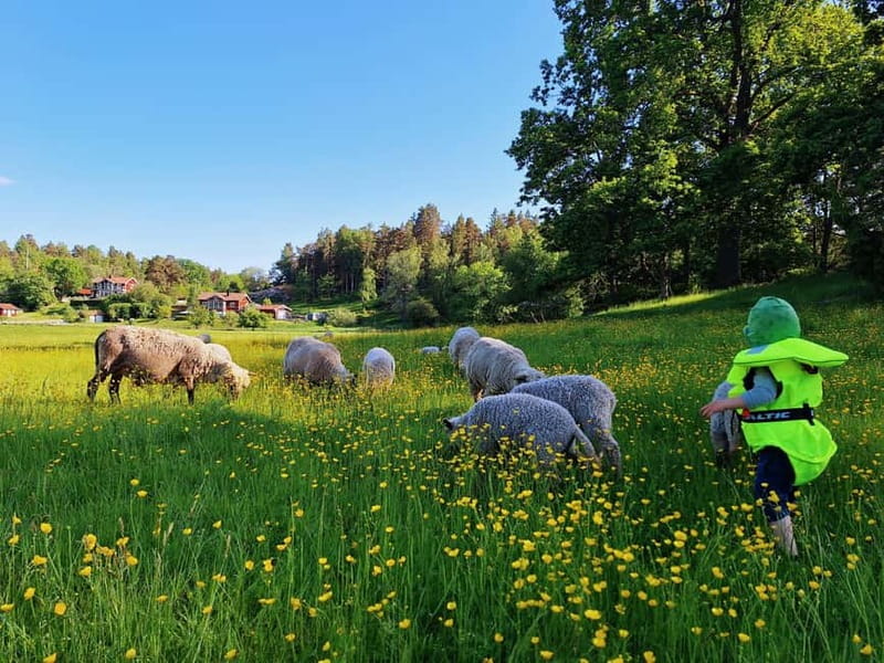 Stockholm: Self Guided Kayak Adventure in Nature Reserve - Who Should Book This Kayak Day?