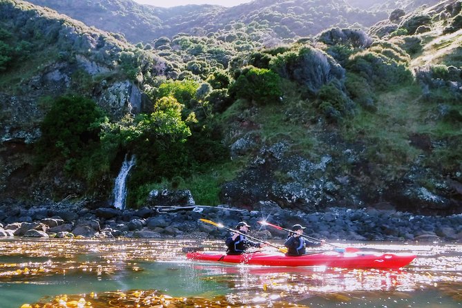 Sunrise wildlife sea kayaking in Akaroa marine reserve - The first paddle: shallow water and basic skills