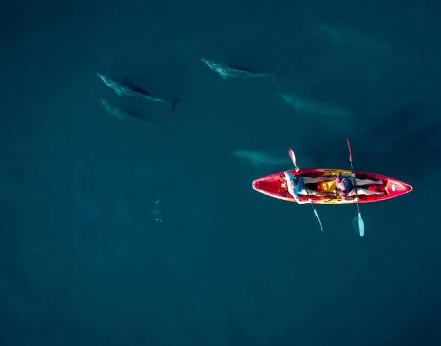 Tamarin: Guided Kayak Tour with Dolphins - Key Points To Know