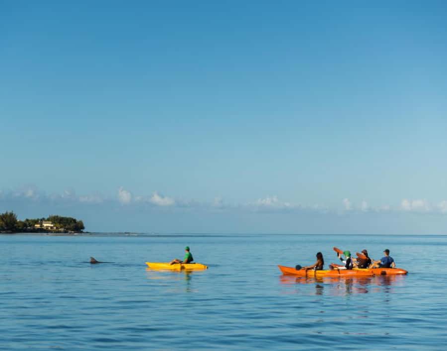 Tamarin: Guided Kayak Tour with Dolphins - Searching Tamarin Bay For Dolphins