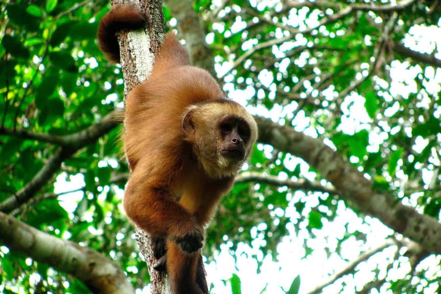 Tambopata: Zipline Adventure & Kayak to Monkey Island - Lunch at the lodge