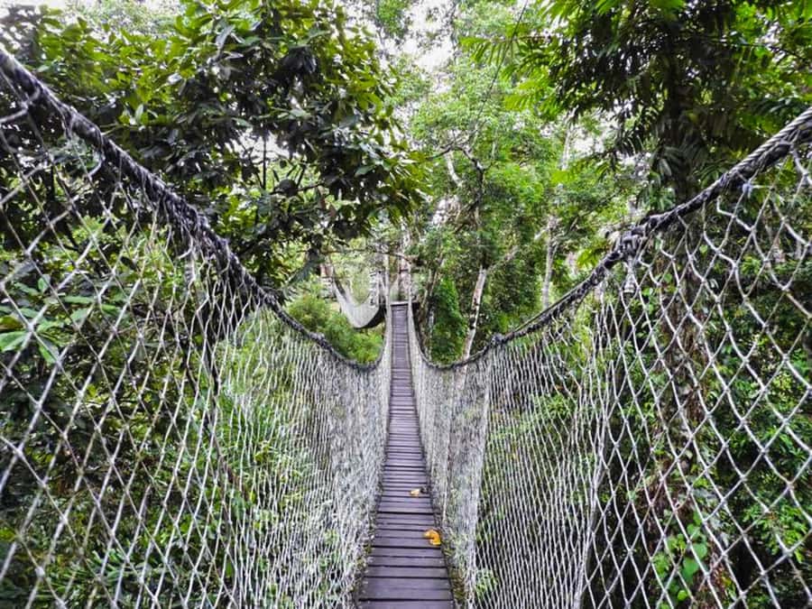 Tambopata: Zipline Adventure & Kayak to Monkey Island - Monkey Island and the capuchins