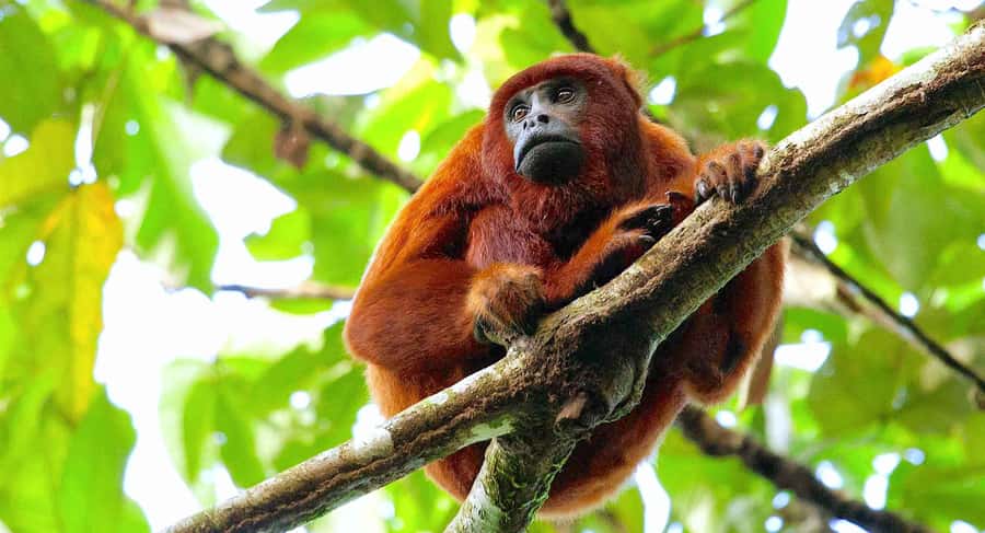 Tambopata: Zipline Adventure & Kayak to Monkey Island - The canopy bridges and treetop tower