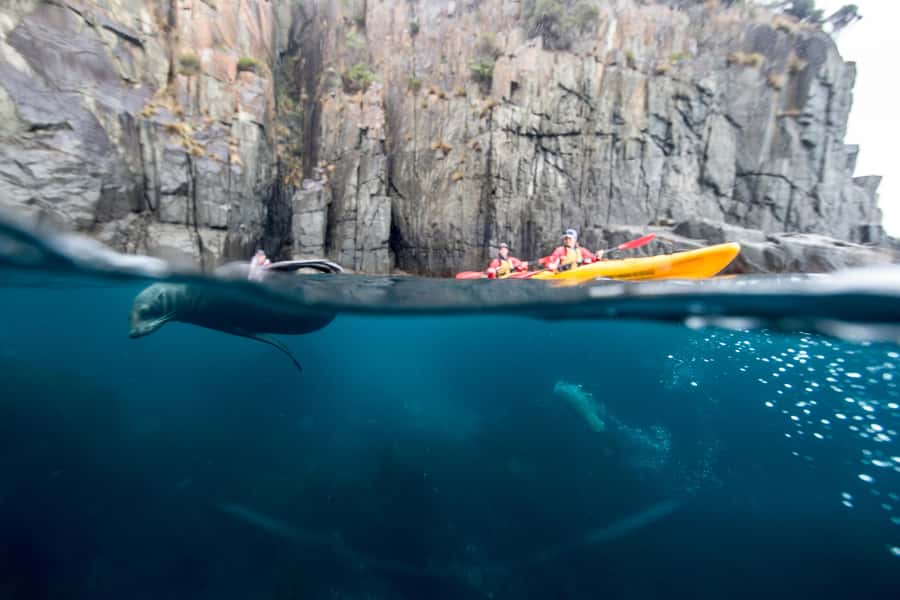 Tasman Peninsula Full-Day Sea Kayak Excursion - Five hours beneath the Tasman Peninsula cliffs