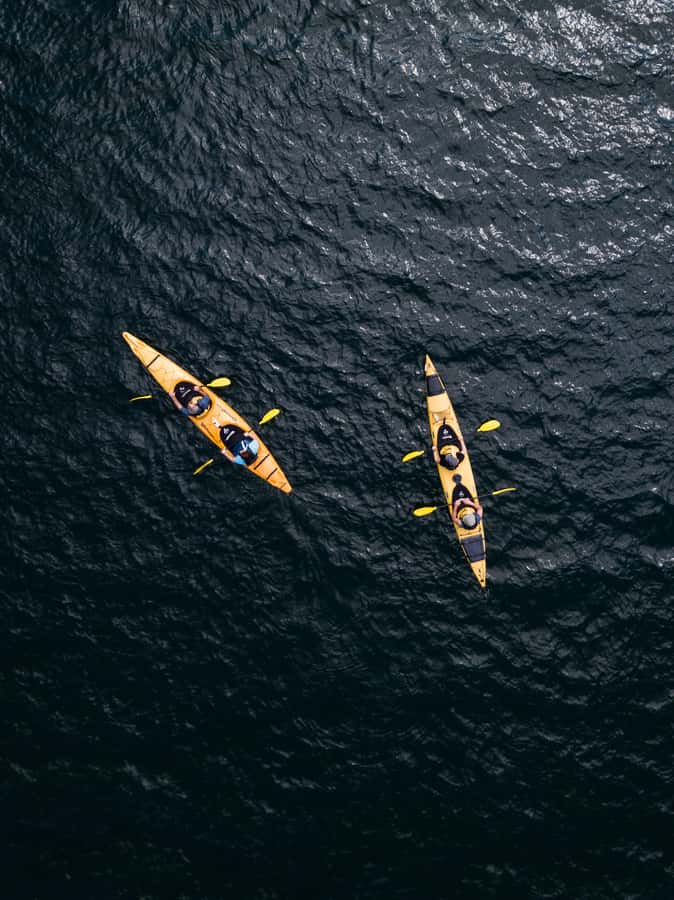 Tauranga: Daytime Scenic Lake McLaren Kayak Tour - Birdlife close to the paddle