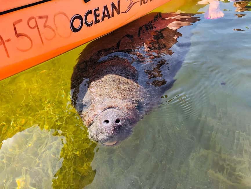Tavernier, FL: Mangrove and Manatees Guided Kayak Eco Tour - The first 15 minutes: safety and paddling basics