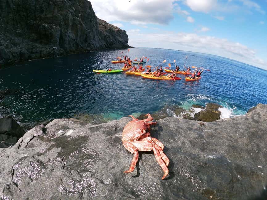 Tenerife: Eco Kayak & Snorkeling - The secret stop and the final return