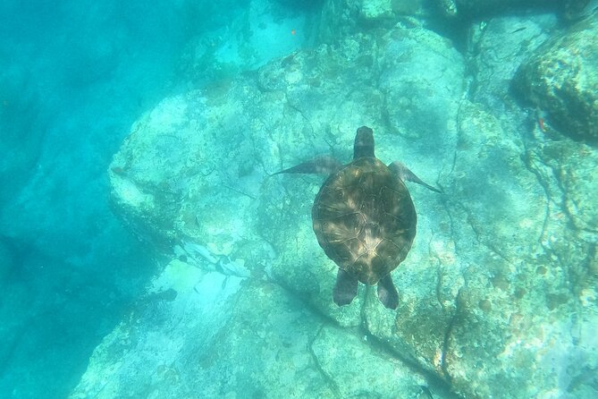 Tenerife: Kayak and snorkel with marine life safari - Paddling along the cliffs toward Pal Mar Cave