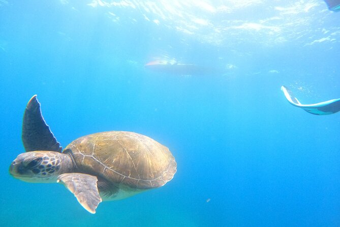 Tenerife: Kayak and snorkel with marine life safari - The snorkeling stop and what to expect below the surface