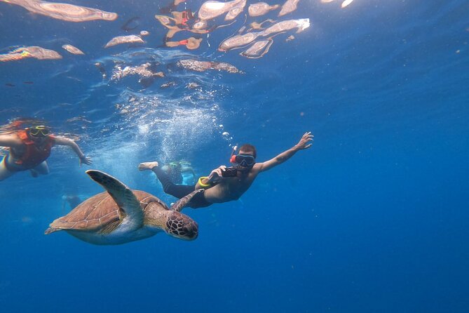 Tenerife: Kayak and snorkel with marine life safari - What the $42.34 price really covers