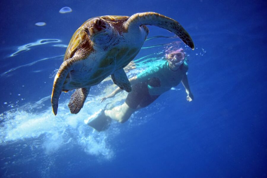 Tenerife: Kayak and Snorkel with Turtles, Wetsuits Included - Why this Tenerife kayak trip is worth considering
