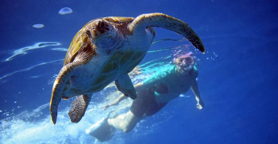 Tenerife: Kayak and Snorkel with Turtles, Wetsuits Included - The 15-minute safety briefing and five-minute walk