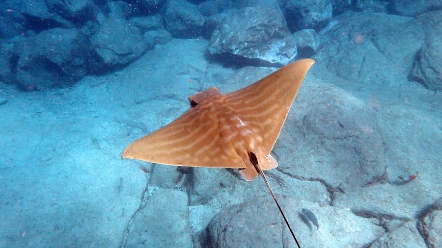 Tenerife: Kayak and Snorkel with Turtles, Wetsuits Included - The secluded bay and snorkeling break