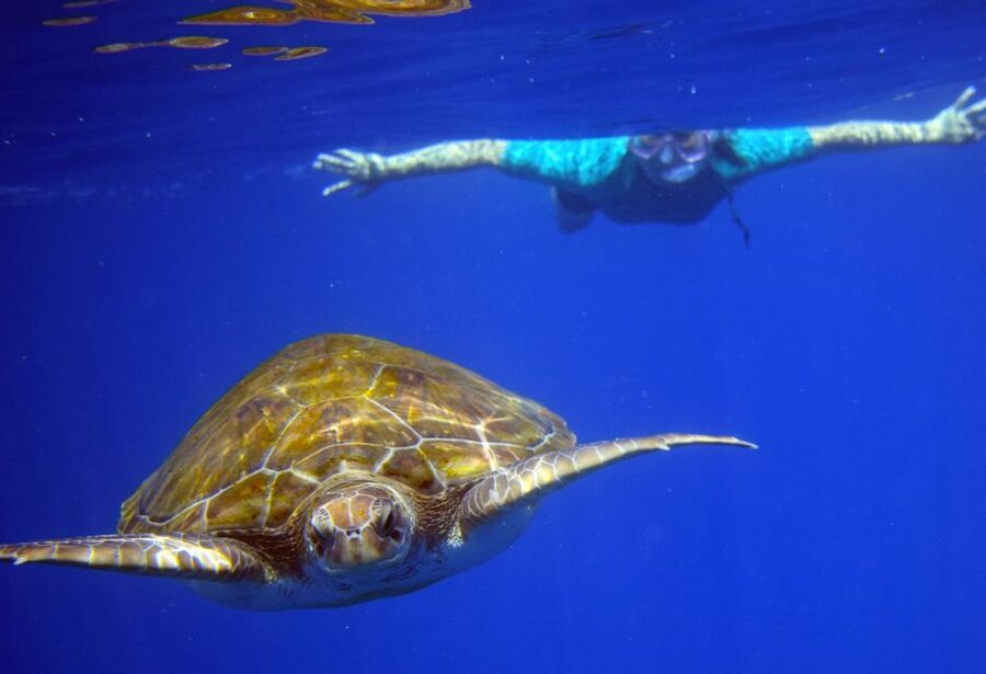 Tenerife: Kayak and Snorkel with Turtles, Wetsuits Included - What the guides add to the experience