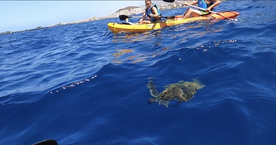Tenerife: Kayak Safari and Snorkel in a Marine Reserve - Key points to know before you book