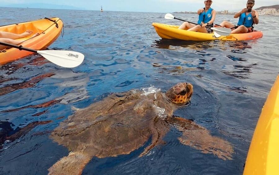 Tenerife: Kayak Safari and Snorkel in a Marine Reserve - From Los Cristianos Beach to the Guaza cliffs